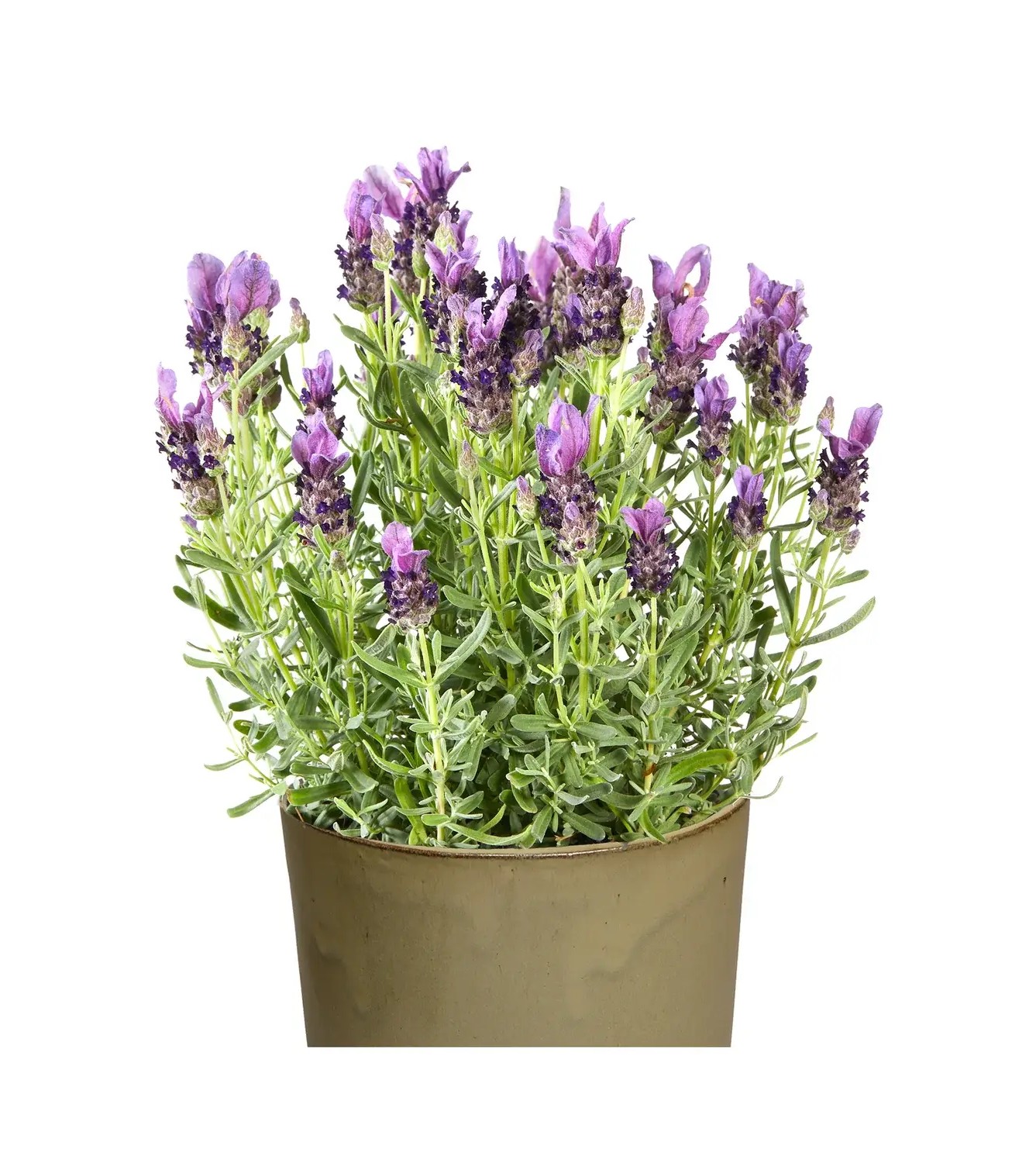 Lavender Starter Plant