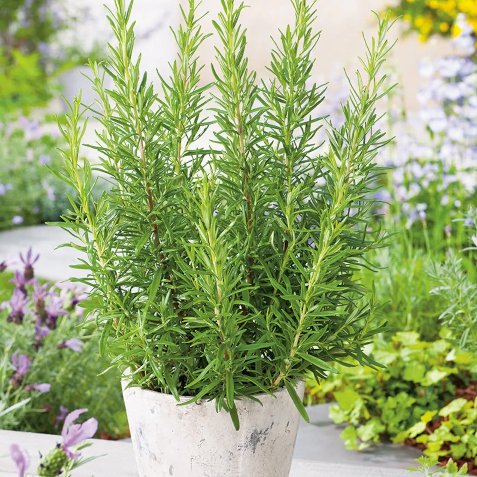 Rosemary Herb Plant